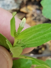 Spigelia hedyotidea