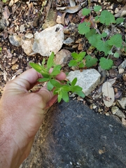 Spigelia hedyotidea