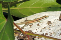 Phoenicolacerta laevis