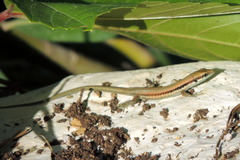 Phoenicolacerta laevis