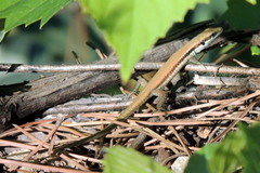 Phoenicolacerta laevis