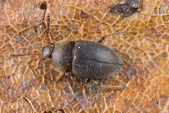 Apocatops nigrita