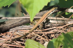 Phoenicolacerta laevis