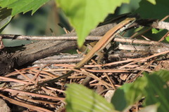 Phoenicolacerta laevis