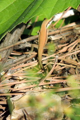 Phoenicolacerta laevis