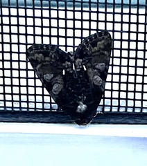 Homophoberia apicosa