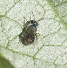 Osmia lignaria
