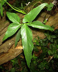 Syngonium angustatum