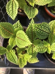Pilea mollis