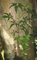 Syngonium angustatum