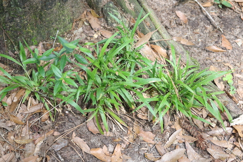 Dichanthelium laxiflorum iNat (3)