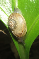Kerkophorus vittarubra