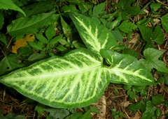 Syngonium angustatum