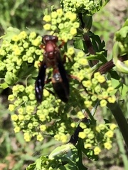 Polistes annularis