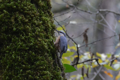 Sitta europaea rubiginosa