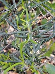 Fendlera linearis