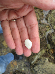 Cumingia californica