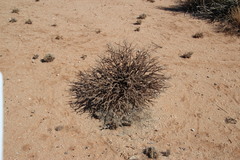 Monsonia salmoniflora