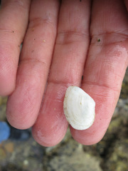 Cumingia californica