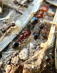 Pheidole crassicornis
