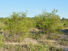 Tessaria dodonaeifolia