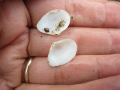 Cumingia californica