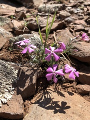 Phlox woodhousei