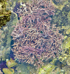 Calliarthron cheilosporioides