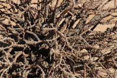 Monsonia salmoniflora