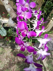 Orchidaceae