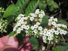 Tournefortia rufosericea