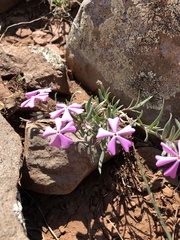 Phlox woodhousei