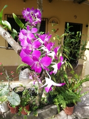 Orchidaceae