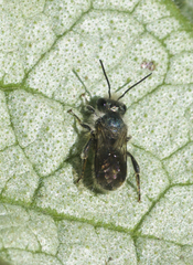 Osmia lignaria