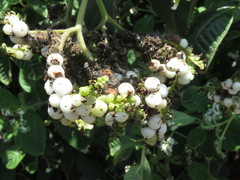 Tournefortia rufosericea
