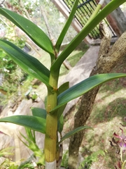 Orchidaceae