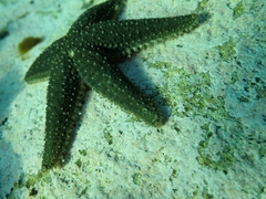 Anasterias antarctica