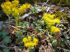 Sedum spathulifolium