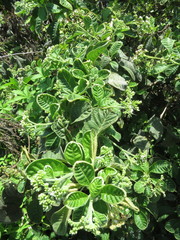 Tournefortia rufosericea