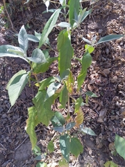 Buddleja sessiliflora