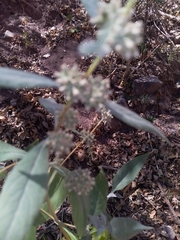 Buddleja sessiliflora