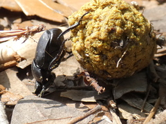 Canthon pilularius