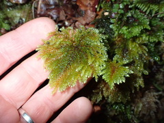 Dendrohypopterygium filiculiforme