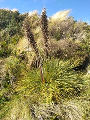Aciphylla squarrosa squarrosa