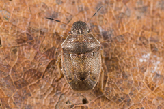 Neottiglossa pusilla