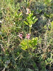 Pitraea cuneato-ovata