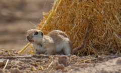 Xerospermophilus tereticaudus