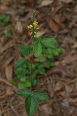 Rhynchosia tomentosa mollissima