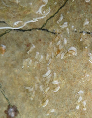 Caecum