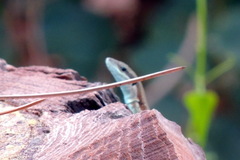 Phoenicolacerta laevis